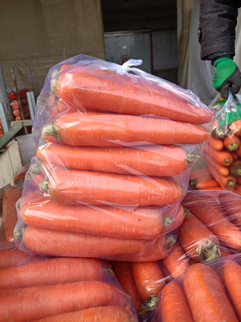 平度基地胡萝卜品种有红金川，808，二红精品货，次品货