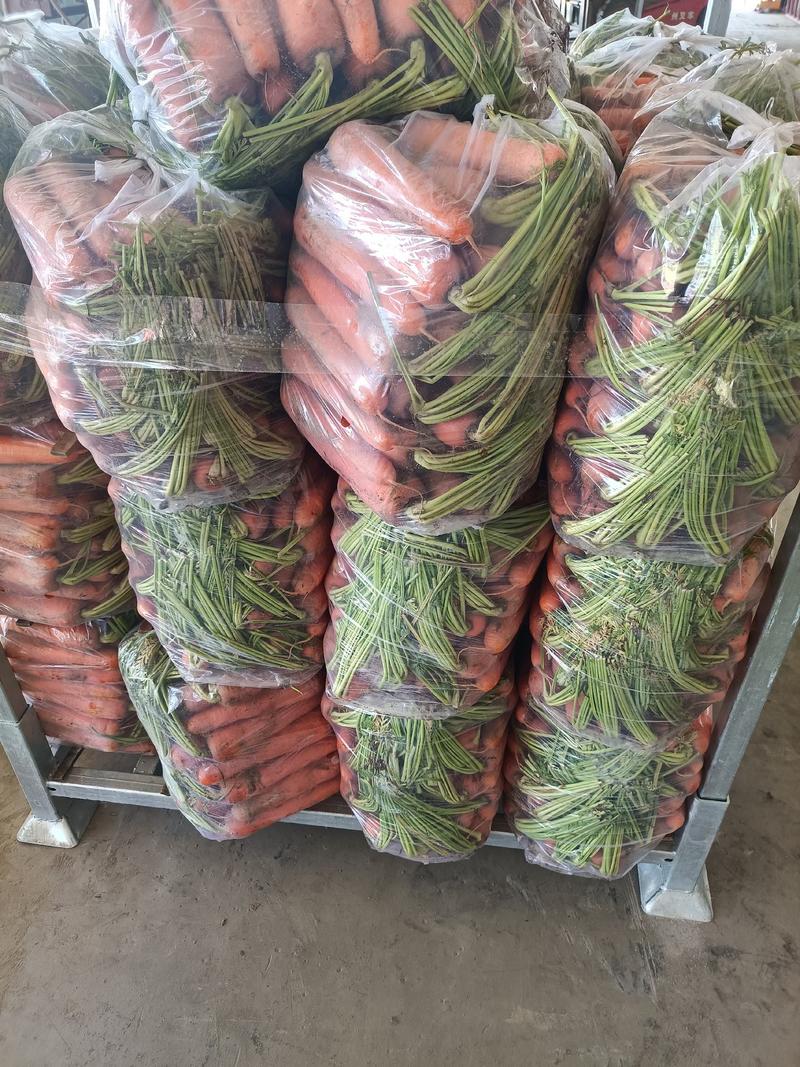 平度基地胡萝卜品种有红金川，808，二红精品货，次品货
