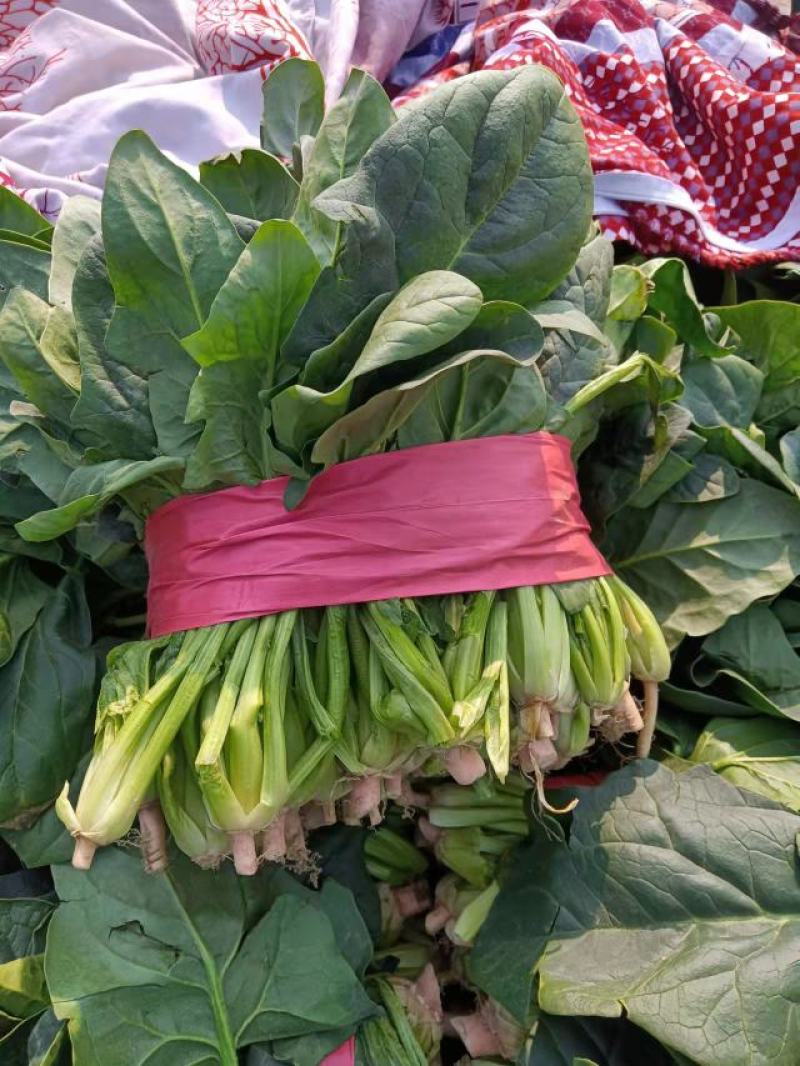 山东陆地菠菜海量供应中