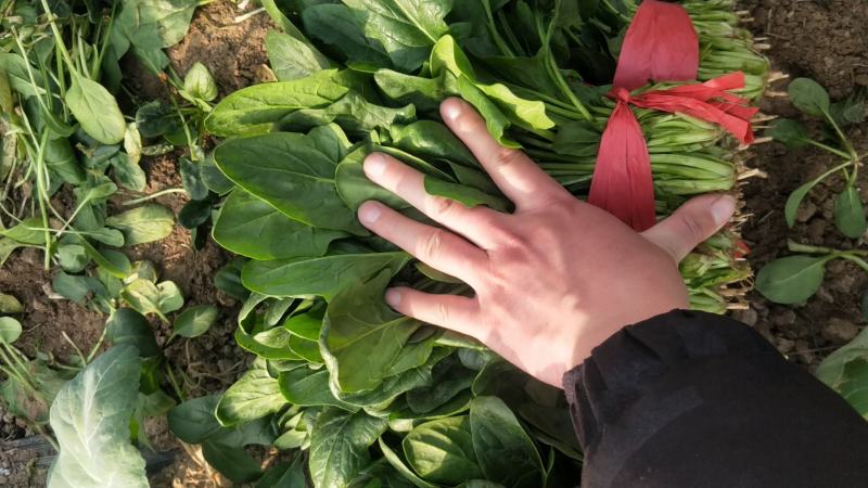 山东陆地菠菜海量供应中