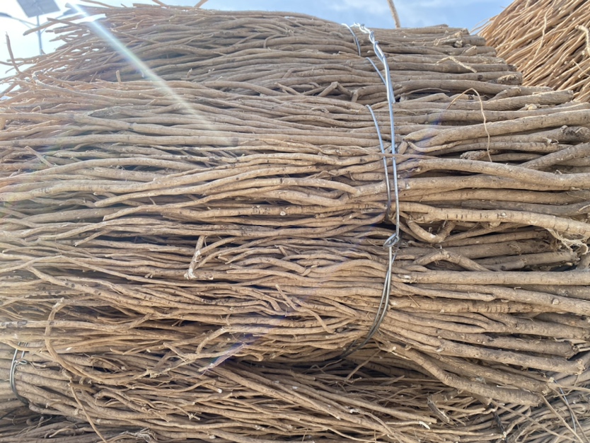 图片说明:地黄植物的根部特写,展示其作为熟地黄原料的自然状态 熟地黄原材料地黄植物特写