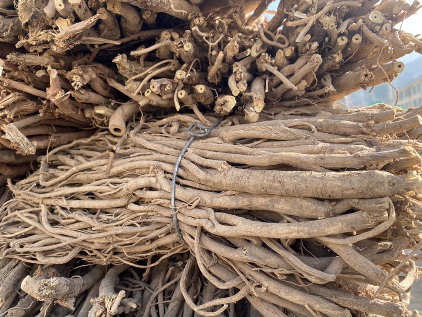 黄芩根部特写图:展示干燥黄芩根的外观特征与质地 黄芩根部特写图