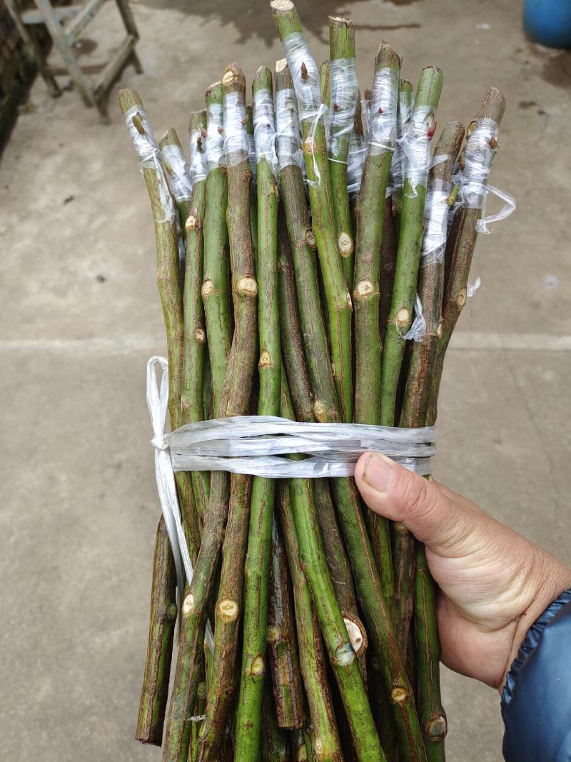 蔷薇段，30元一百根，可以嫁接，可以直接扦插，0.5的粗