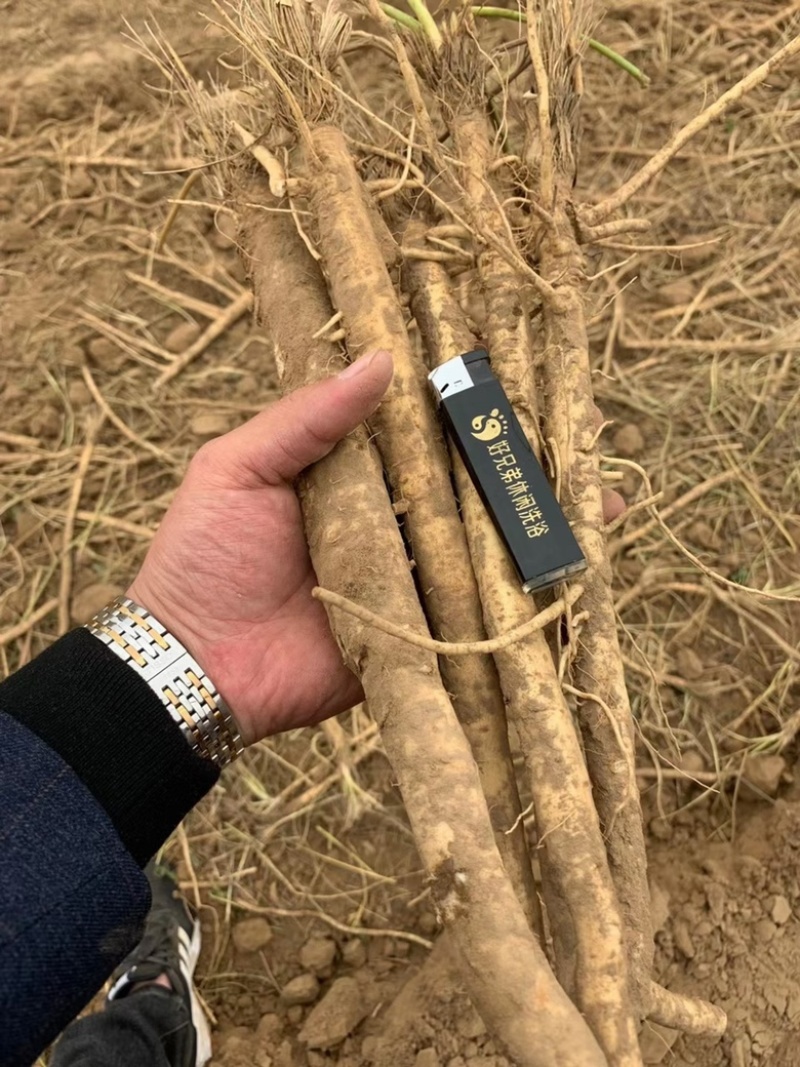 二零二一纯新秄，精品防风秄，防风条子，批发