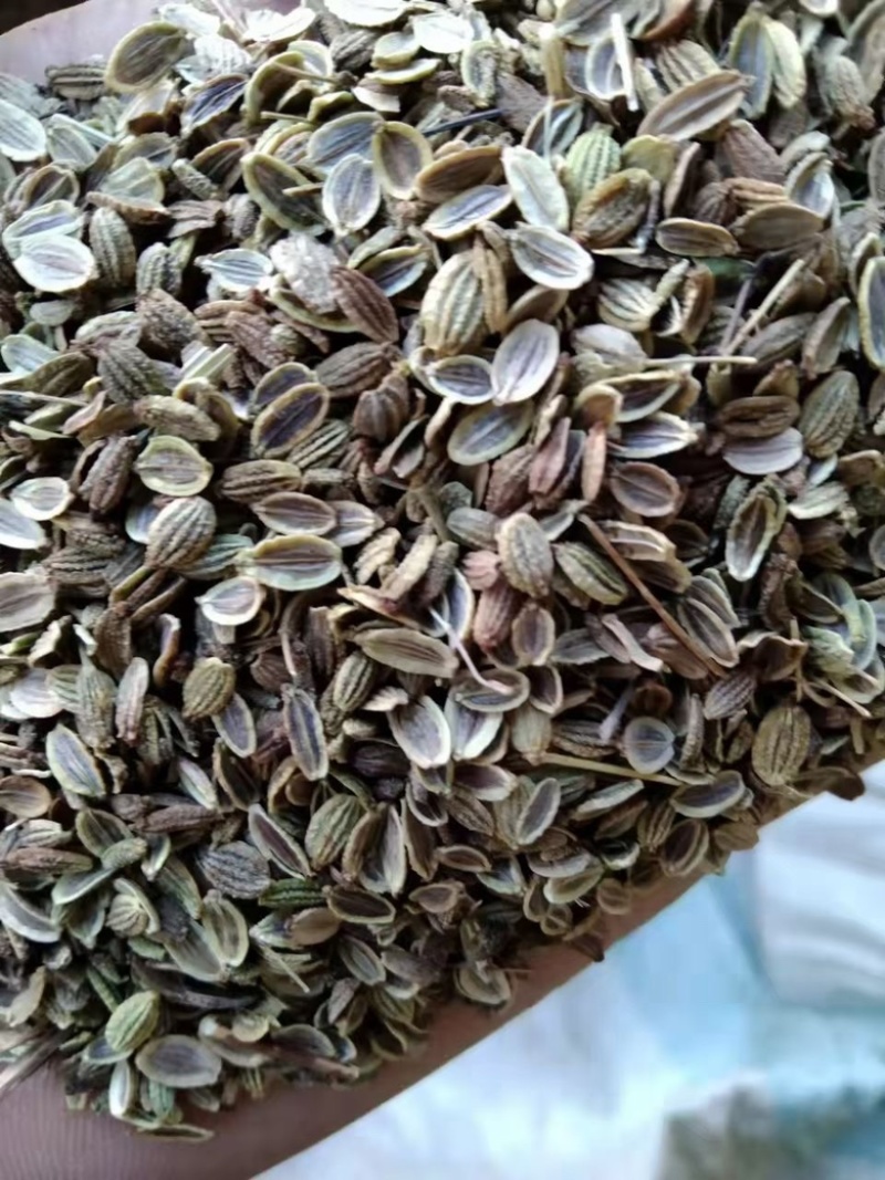 二零二一纯新秄，精品防风秄，防风条子，批发