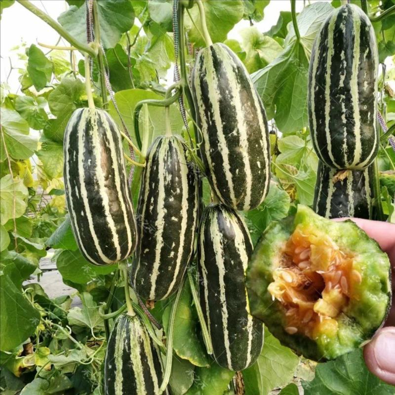 【牛商推荐】精品博洋甜瓜，博洋9甜瓜大量上市中，品质保证