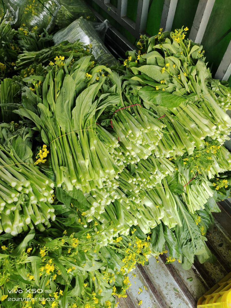 白菜苔，白菜心，甜菜花，菜心，白菜苔，白菜心，