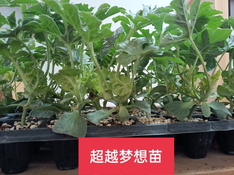蓝仔超越梦想L6002K嫁接小型西瓜苗。