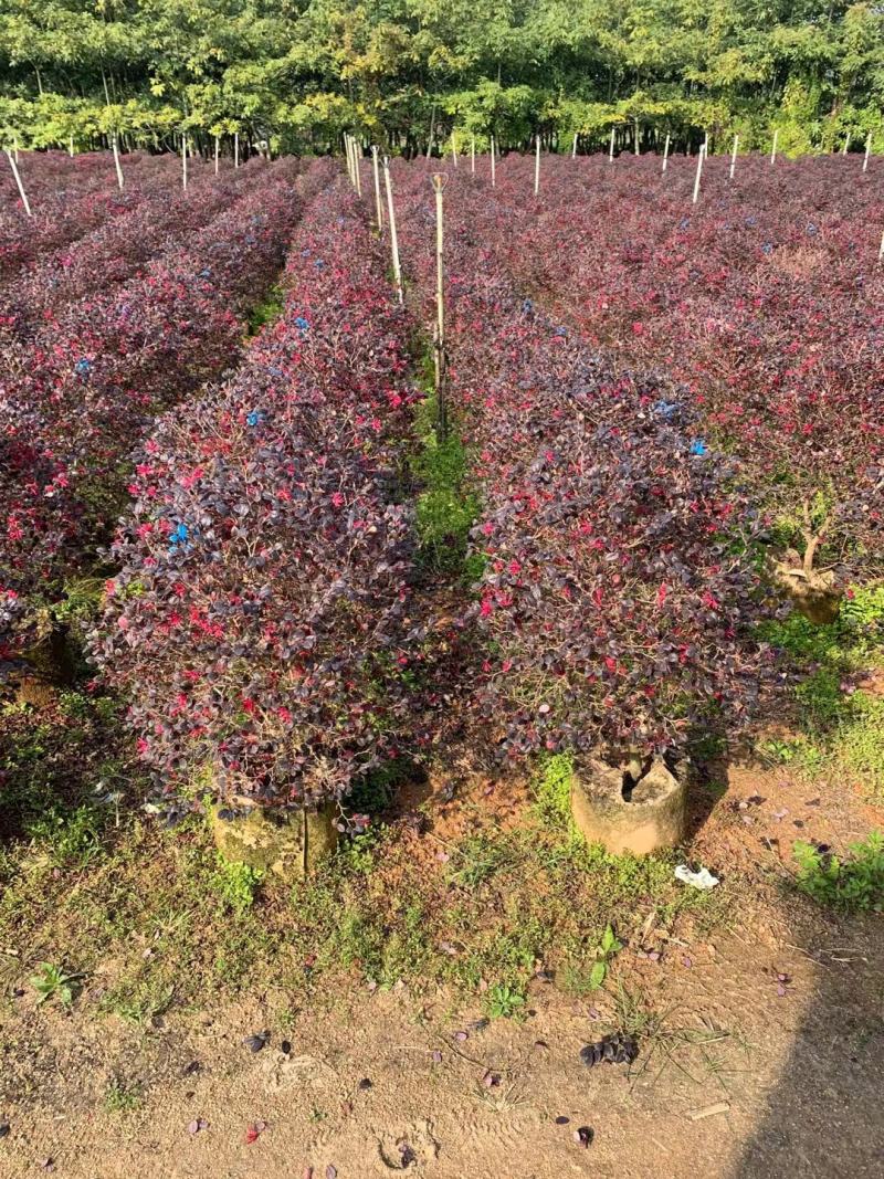 红花继木20至100高，大量现货供应，欢迎各位来电咨询