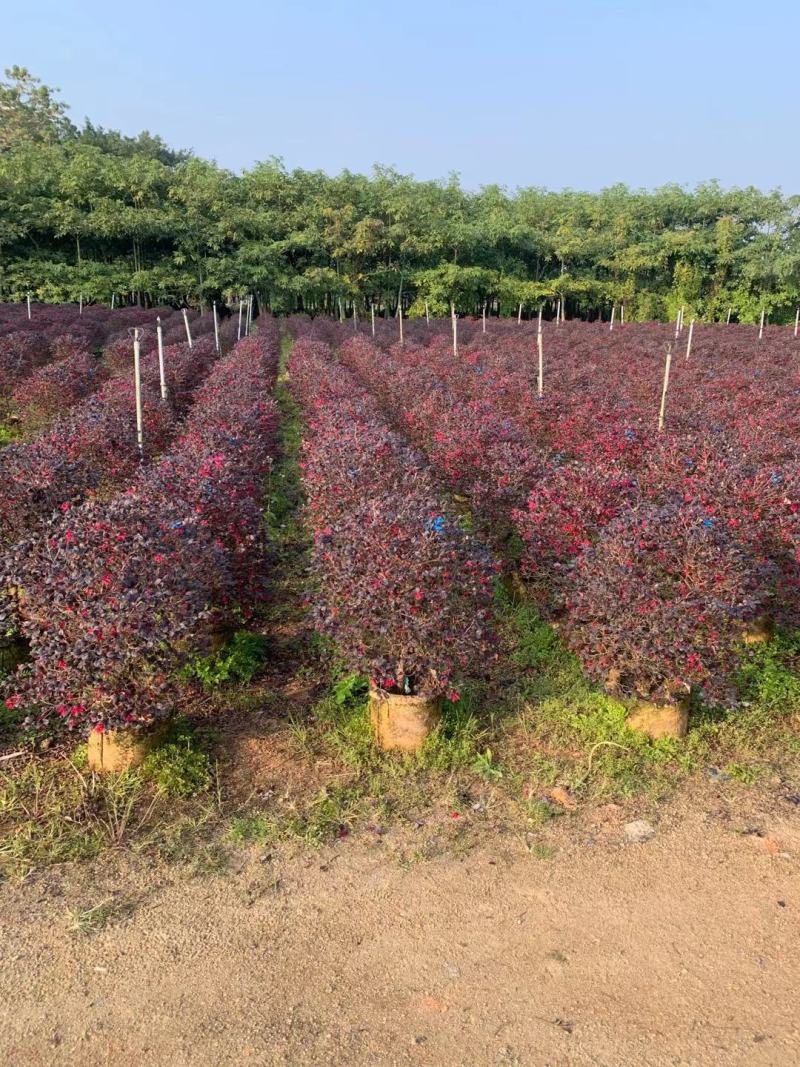 红花继木20至100高，大量现货供应，欢迎各位来电咨询