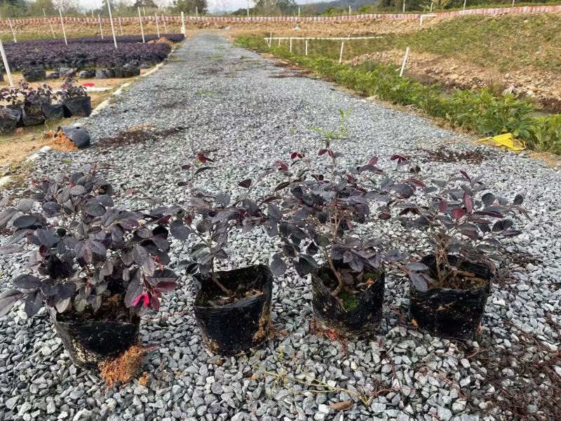 红花继木20至100高，大量现货供应，欢迎各位来电咨询