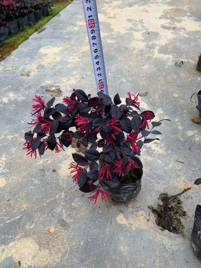 红花继木20至100高，大量现货供应，欢迎各位来电咨询