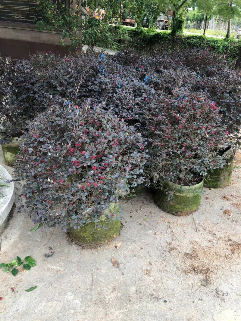 红花继木20至100高，大量现货供应，欢迎各位来电咨询