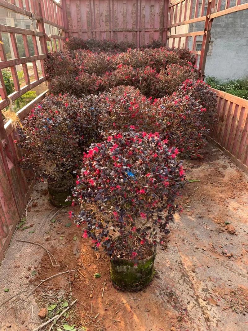 红花继木20至100高，大量现货供应，欢迎各位来电咨询