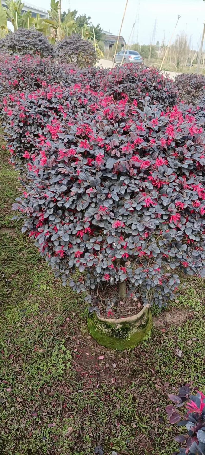 红花继木20至100高，大量现货供应，欢迎各位来电咨询