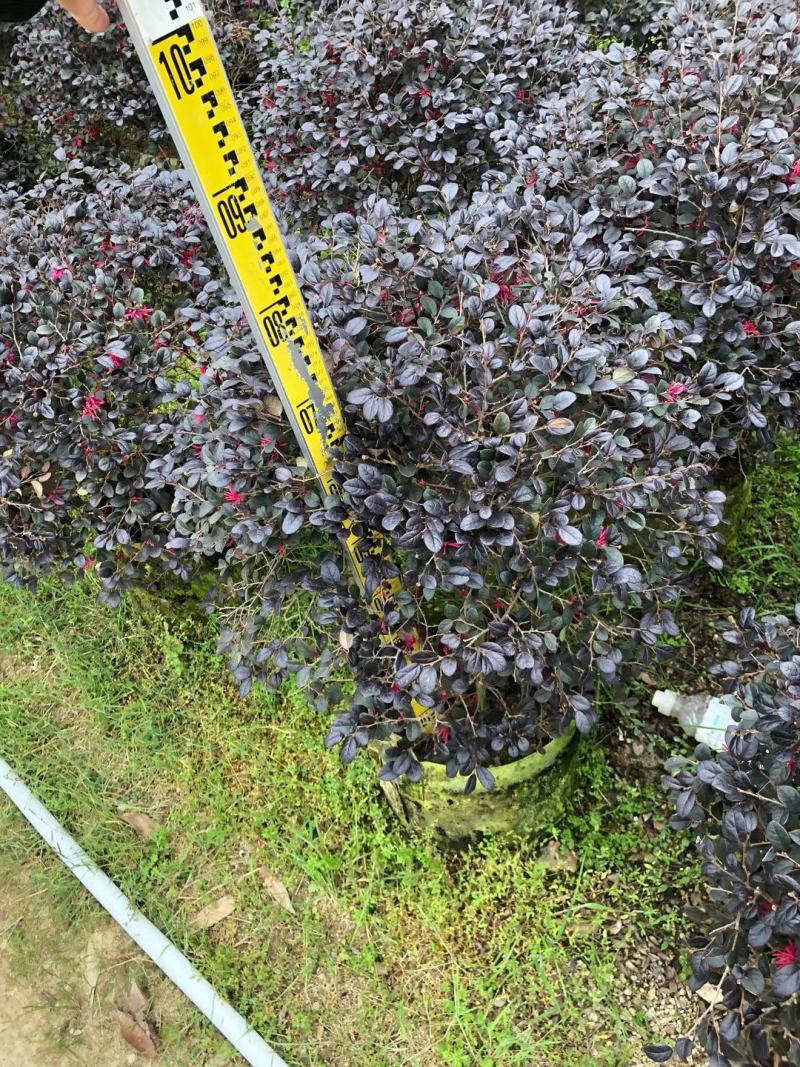 红花继木20至100高，大量现货供应，欢迎各位来电咨询