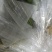 香蕉，质量保证无黑心硬心质量保证