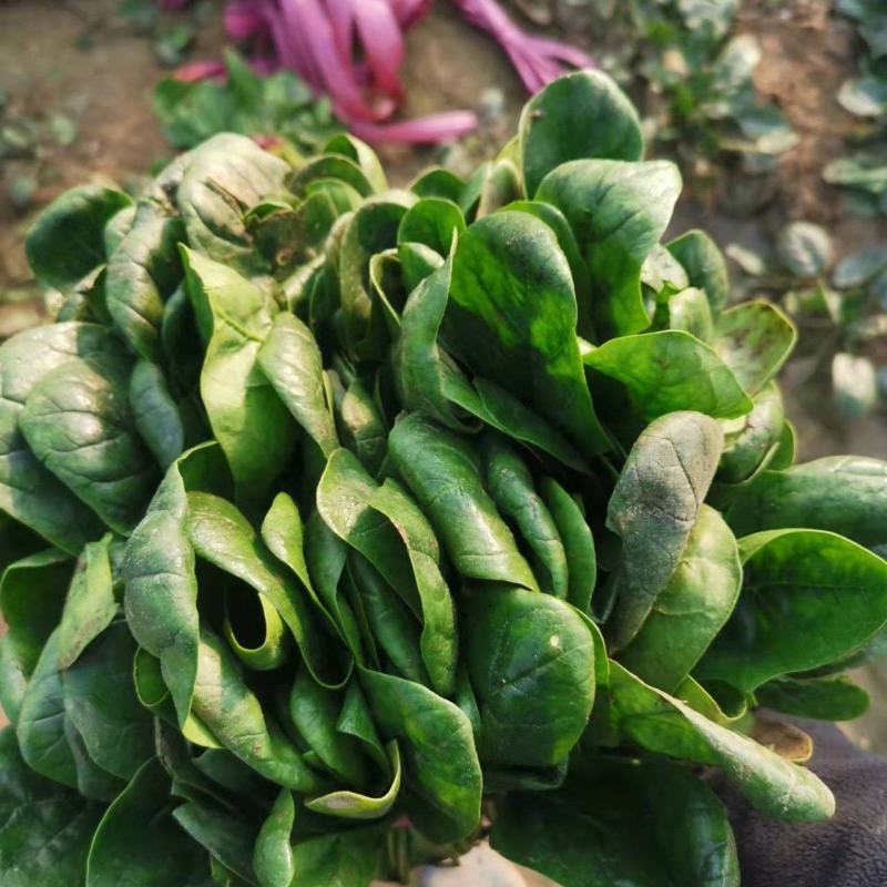 菠菜，冷棚量大