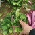 菠菜，冷棚量大