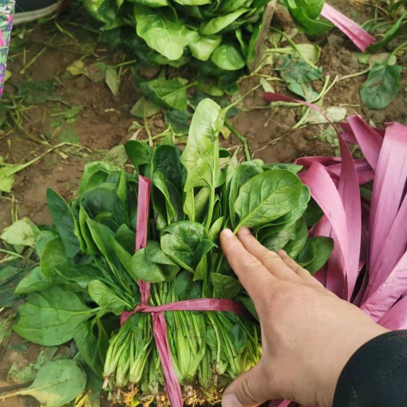 菠菜，冷棚量大