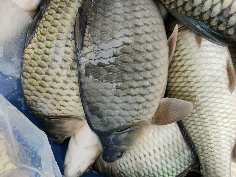 精品鲫鱼湘鲫成品鱼大小规格全新鲜供应欢迎来电咨询