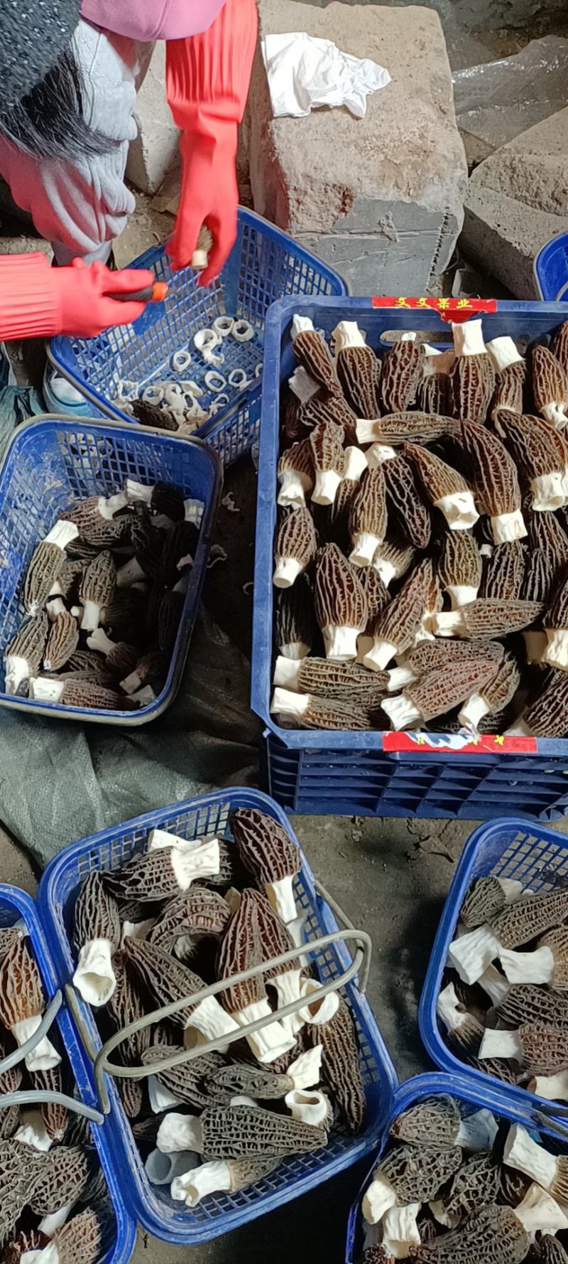 羊肚菌