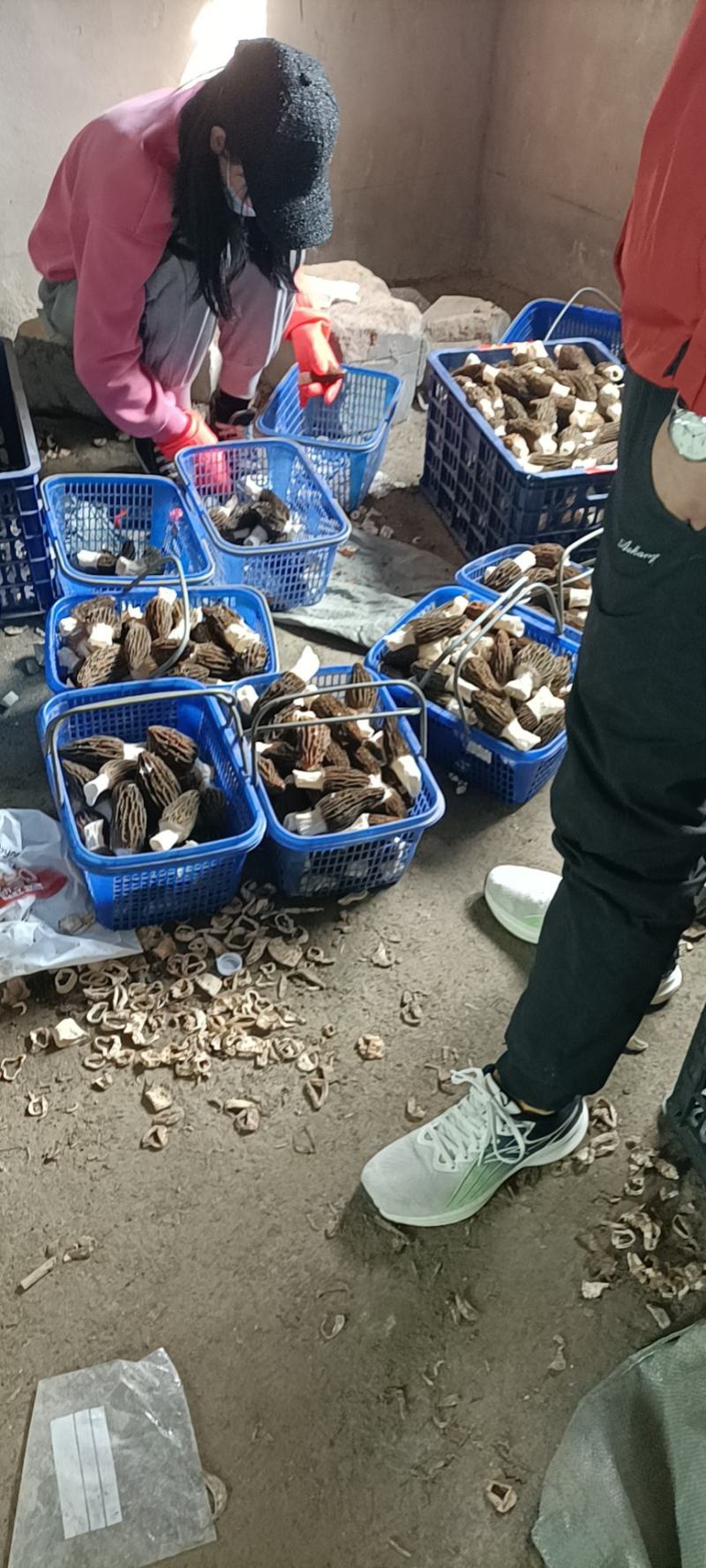 羊肚菌
