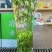 雀舌绿茶2025年新茶明前茶单芽鲜嫩爽口500g茶叶