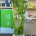 雀舌绿茶2025年新茶明前茶单芽鲜嫩爽口500g茶叶