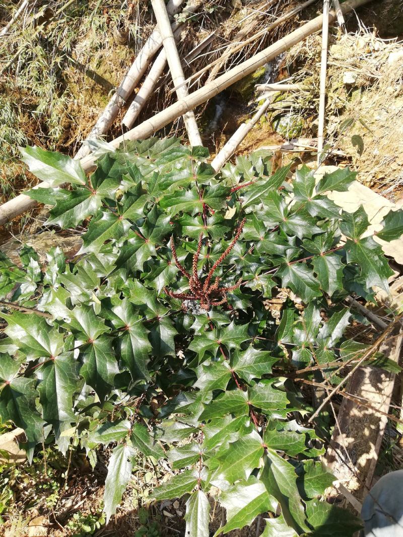 野生土黄柏又名十大功劳