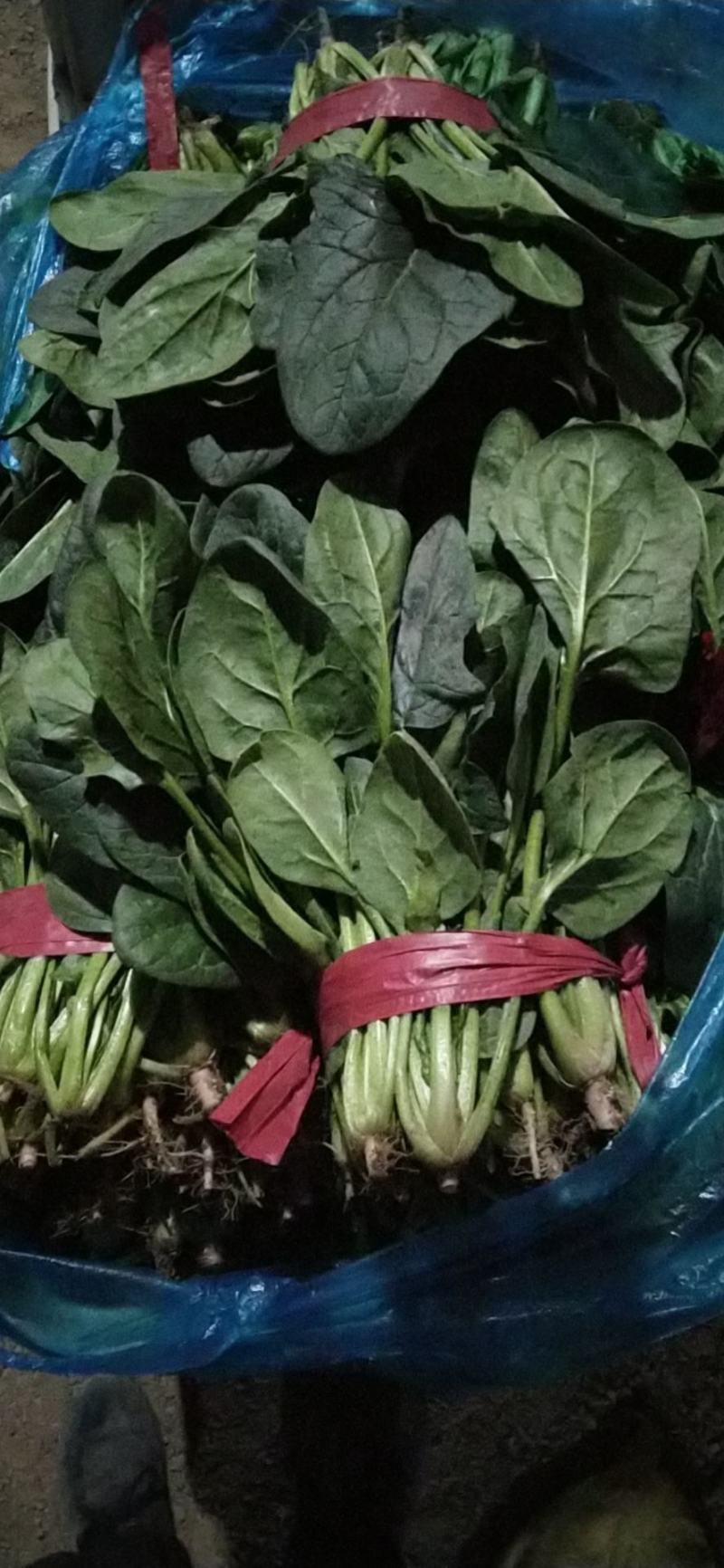 山西大叶菠菜24～28