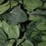 山西大叶菠菜24～28