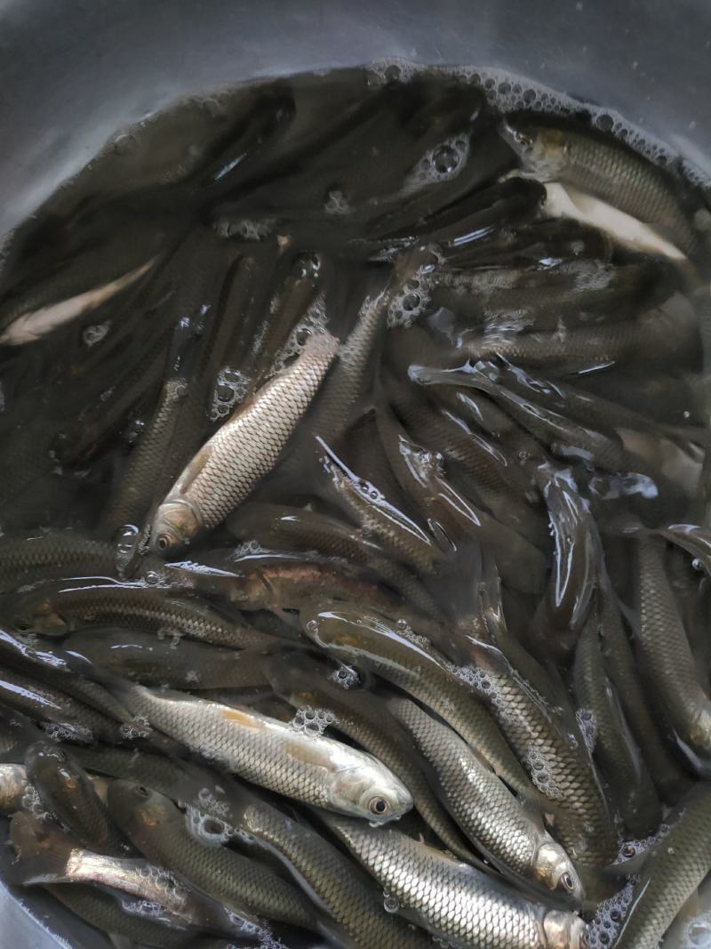 草鱼苗，生长快，抗病能力强，适合成稻田，水库