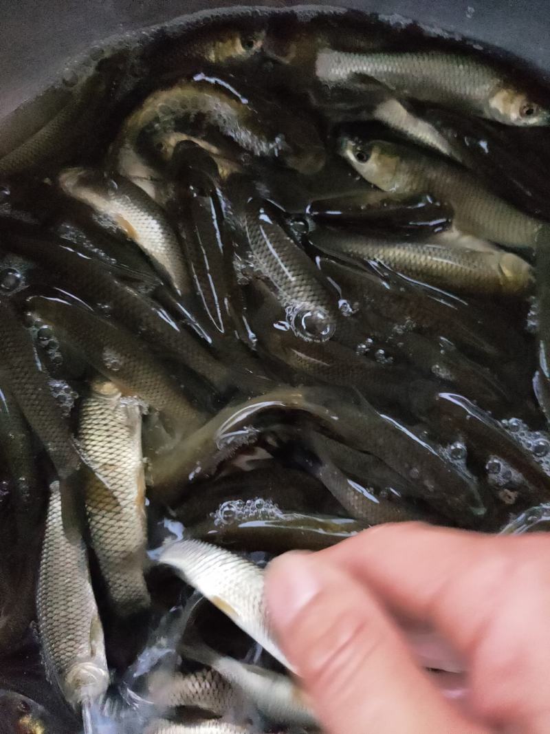 草鱼苗，生长快，抗病能力强，适合成稻田，水库