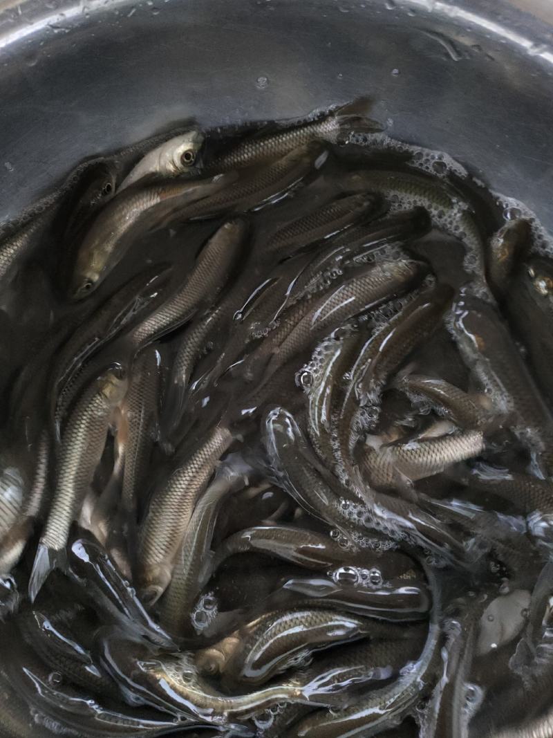 草鱼苗，生长快，抗病能力强，适合成稻田，水库