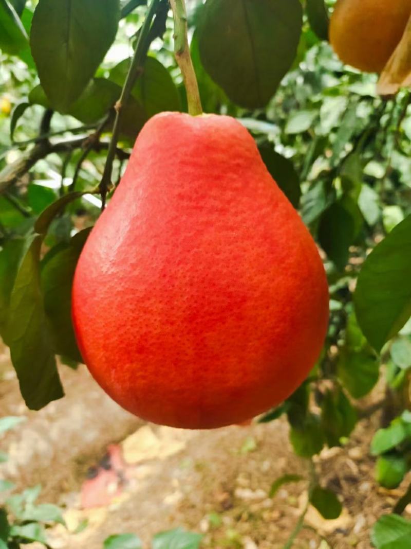 新品种泰国暹罗柚子树苗嫁接南北方可种植包邮