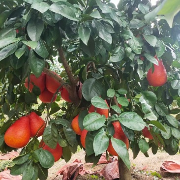 新品种泰国暹罗柚子树苗嫁接南北方可种植包邮