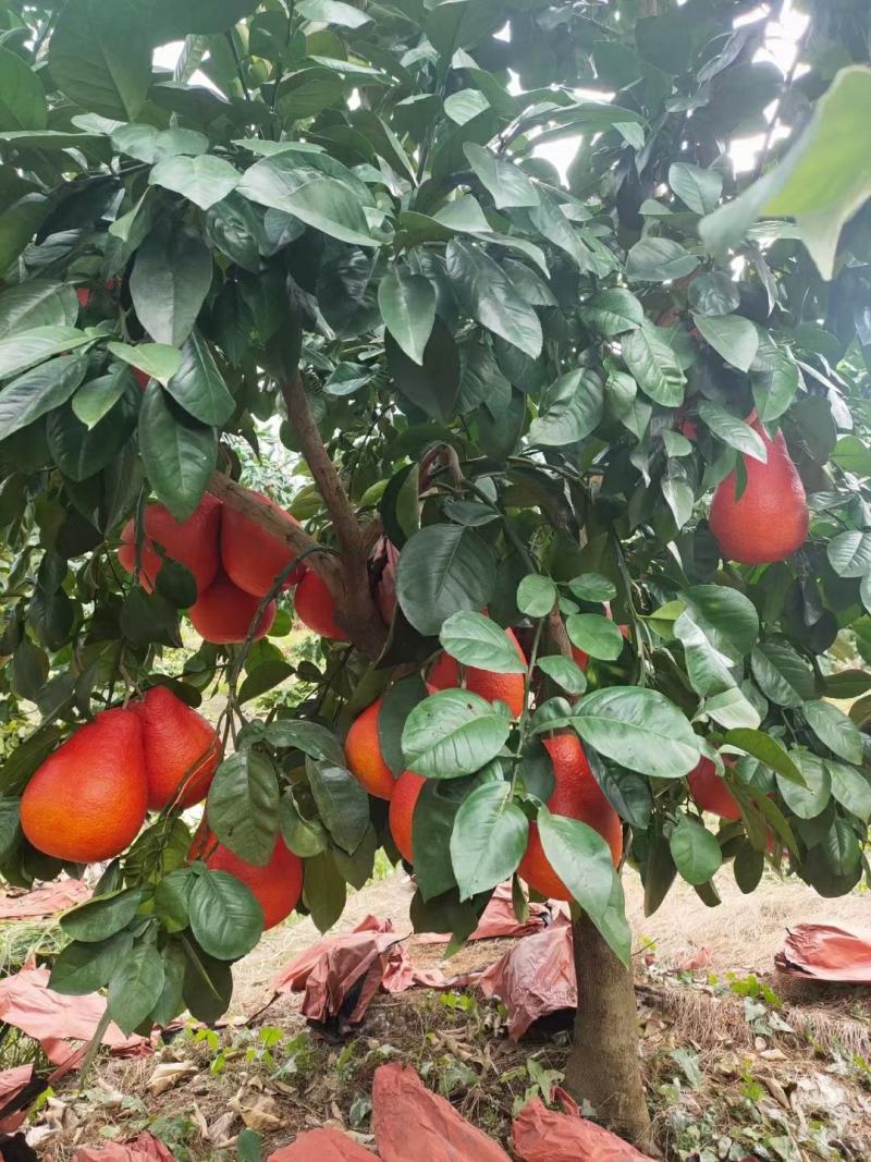 新品种泰国暹罗柚子树苗嫁接南北方可种植包邮