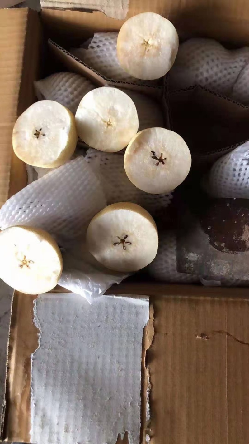 河北鸭梨水晶梨大量上市中产区直发出口质量商超电商