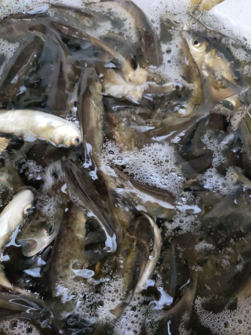 草鱼苗，生长快，抗病能力强，适合成稻田，水库