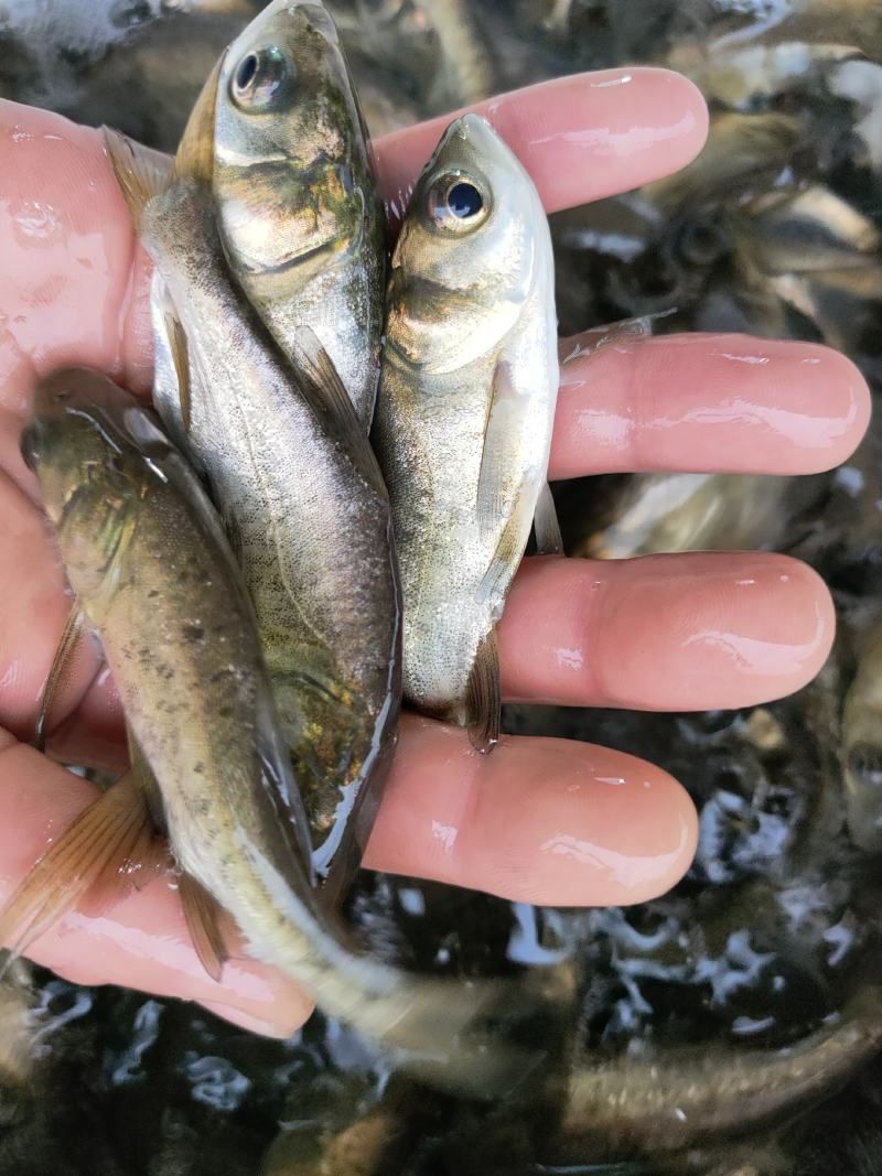 草鱼苗，生长快，抗病能力强，适合成稻田，水库