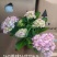 180#绣球160#绣球D级绣球，