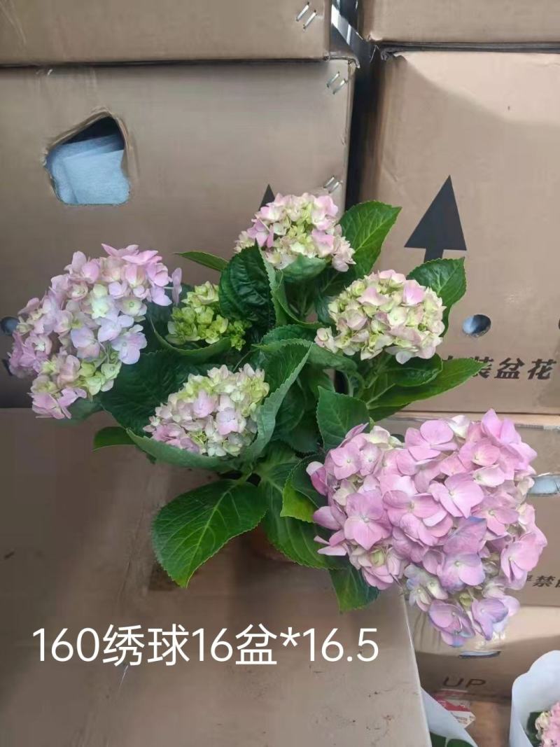 180#绣球160#绣球D级绣球，