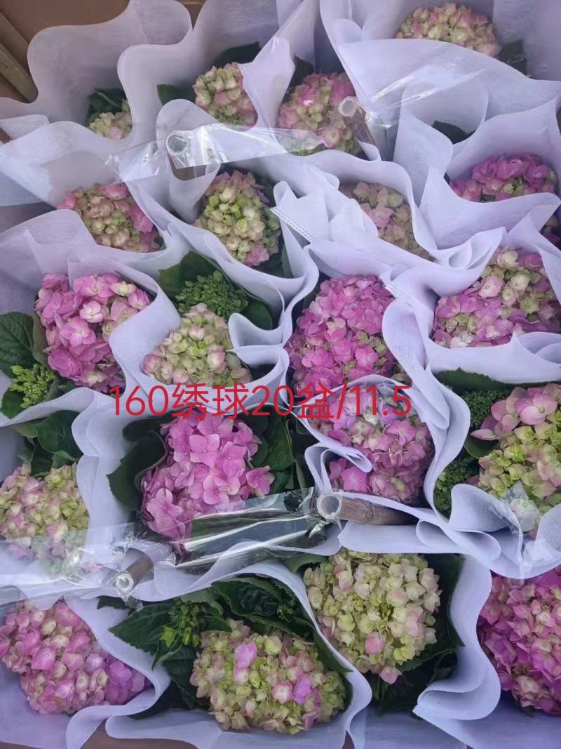 180#绣球160#绣球D级绣球，