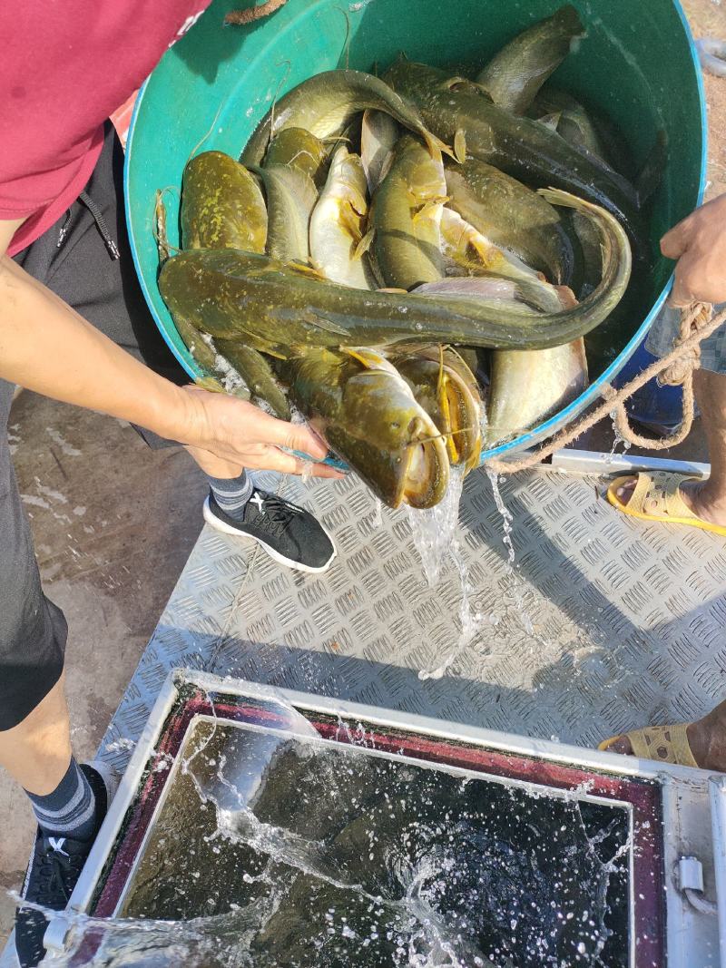 大口鲶鱼，品质优良，无油，垂钓，路亚基地直供