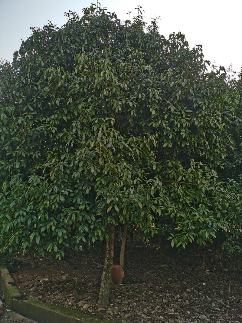 大批量供应各种大小桂花树