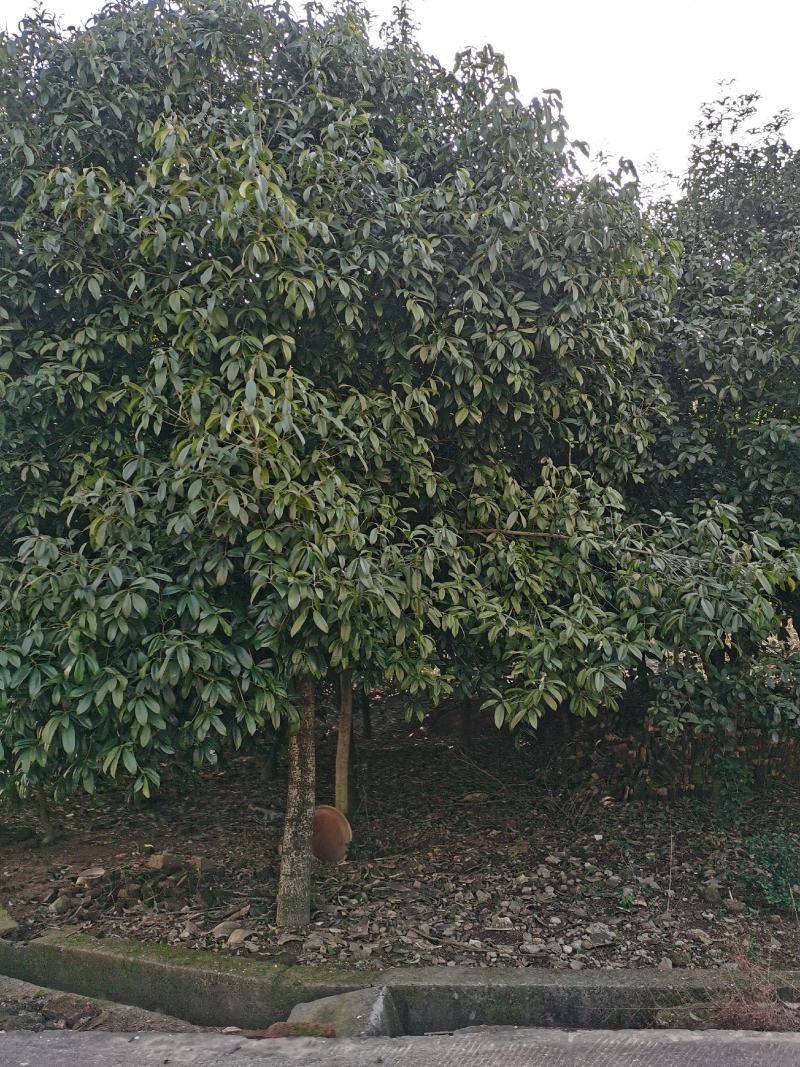 大批量供应各种大小桂花树