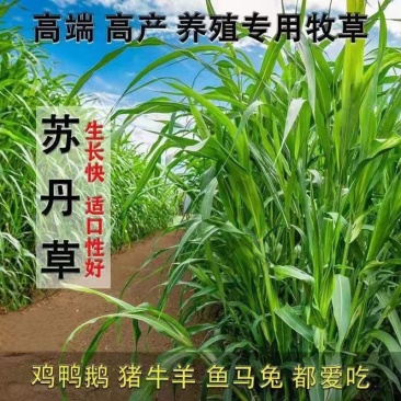 苏丹草种子进口优质高产阔叶杂交牧草籽猪牛羊兔鹅鱼
