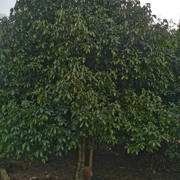 大批量供应各种大小桂花树