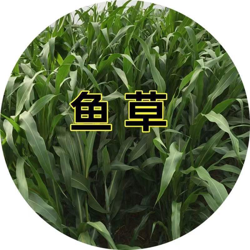 苏丹草种子进口优质高产阔叶杂交牧草籽猪牛羊兔鹅鱼